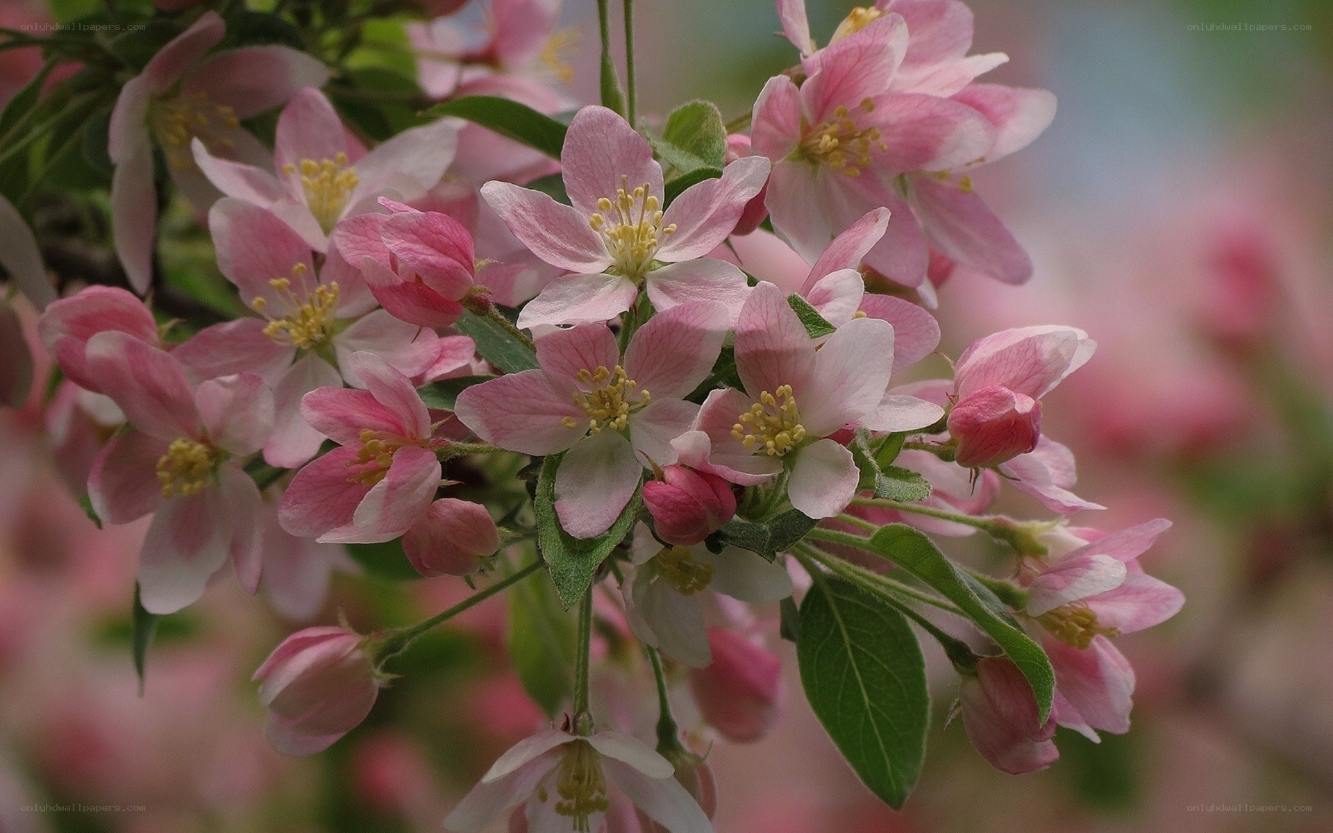 Pink blossoms on a tree branch