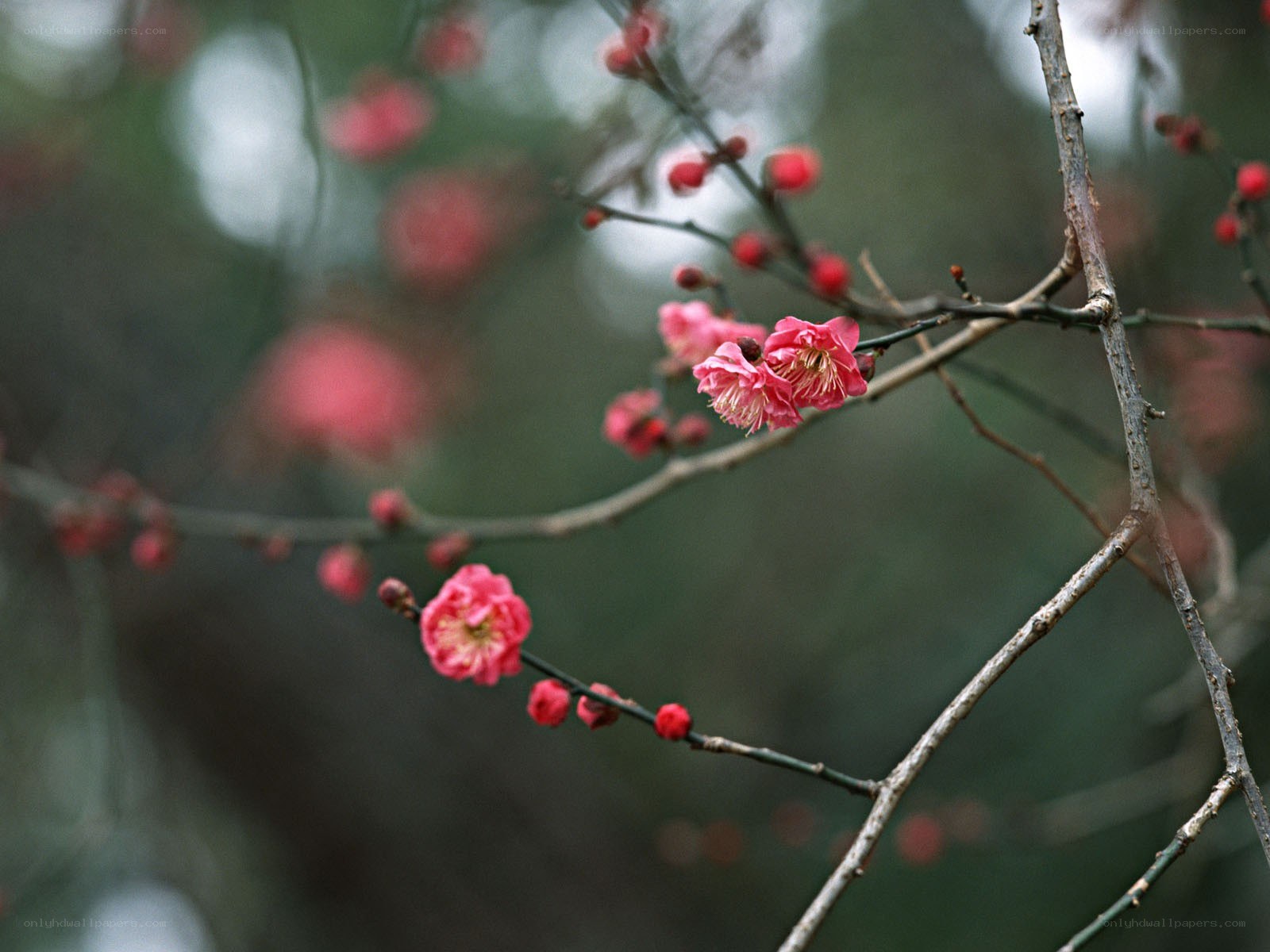 Pink blossoms on a tree branch