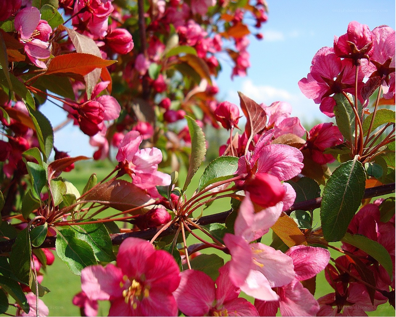 Pink blossoms on a tree branch