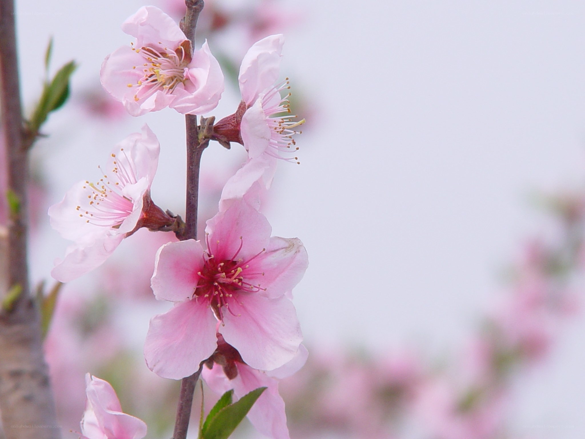 Pink blossoms on a tree branch