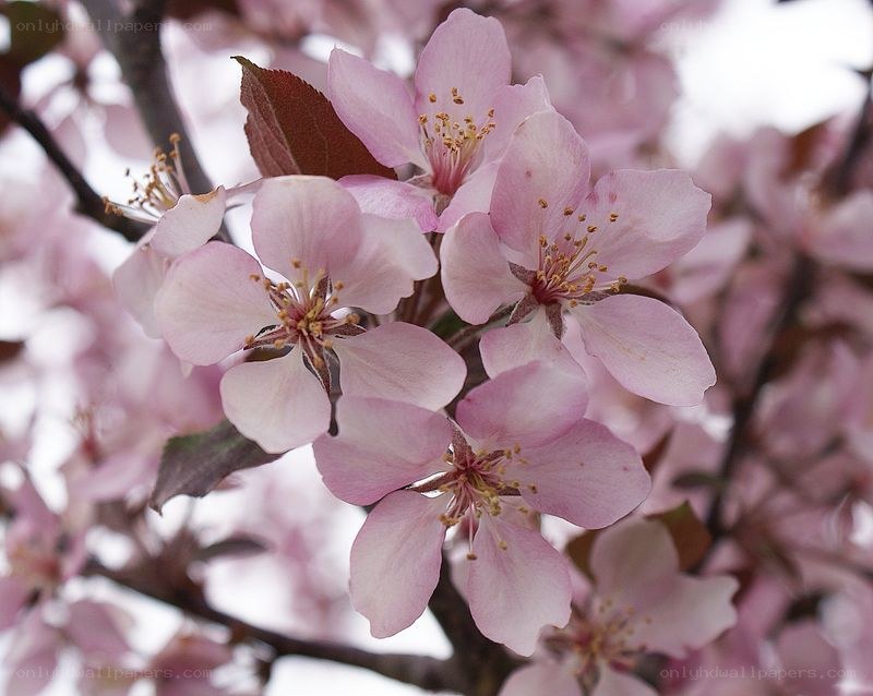 Pink blossoms on a tree branch