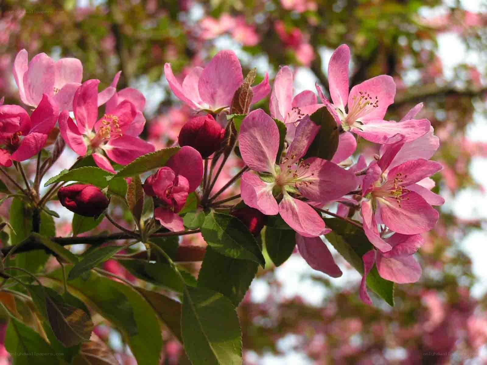Pink blossoms on a tree branch
