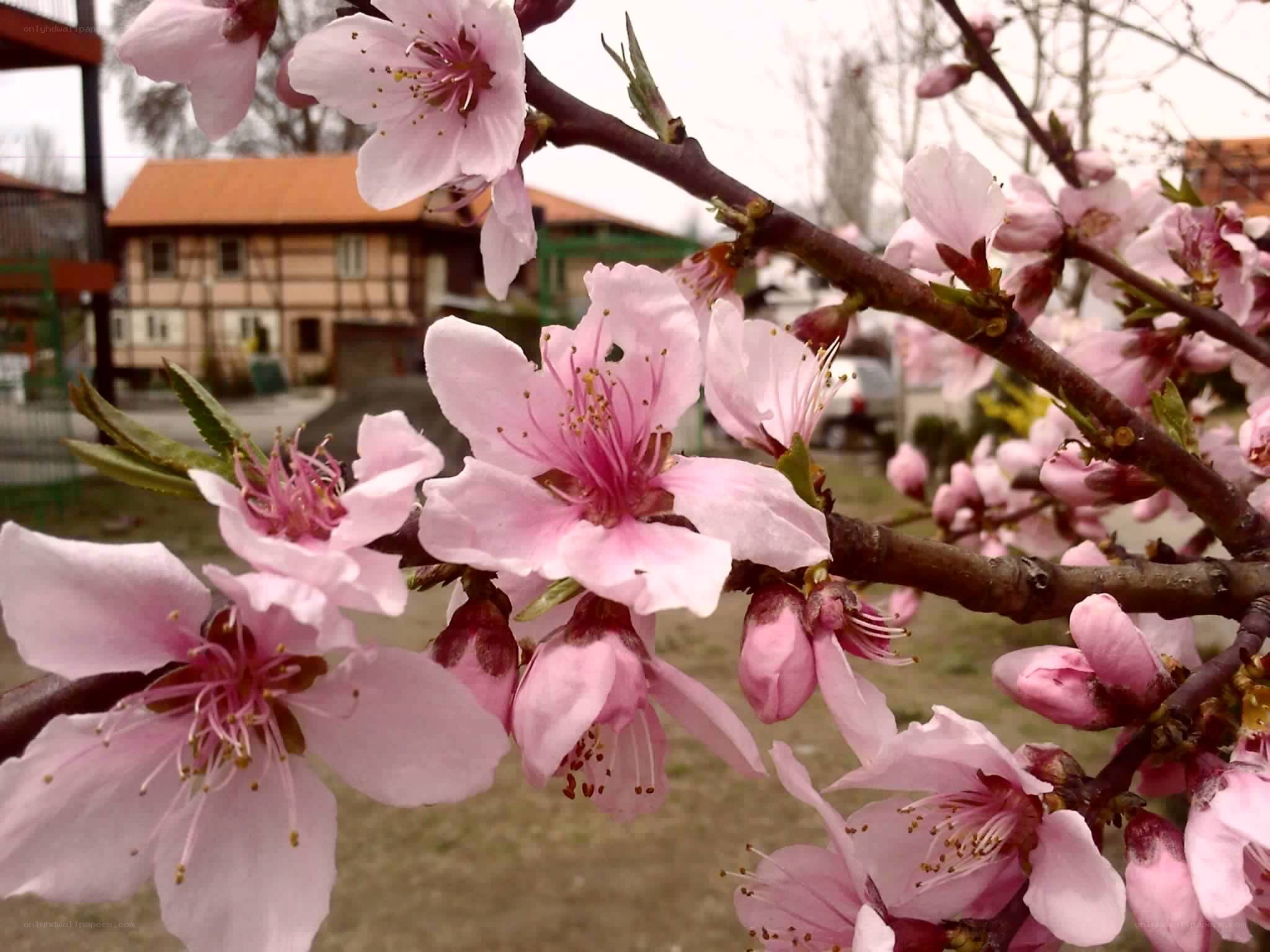 Pink blossoms on a tree branch