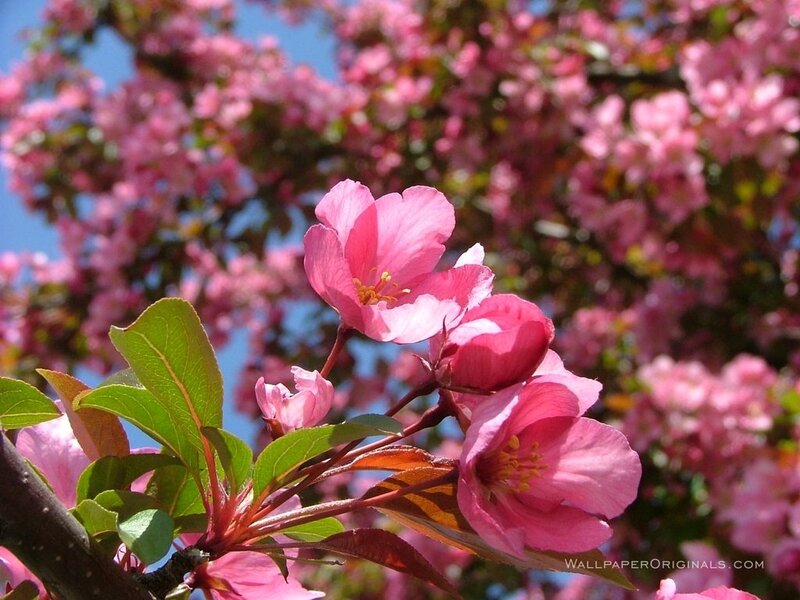 Pink blossoms on a tree branch