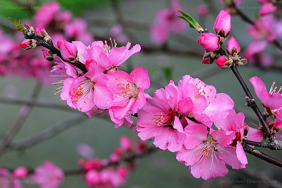 Pink blossoms on a tree branch