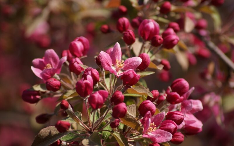 Pink blossoms on a tree branch