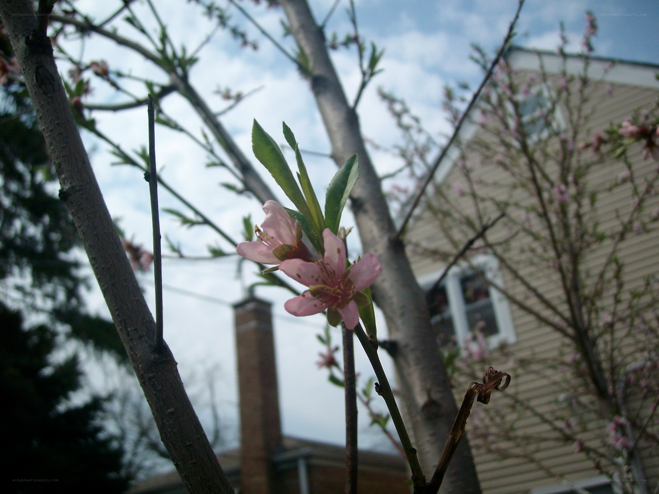 pink blossoms on a tree branch