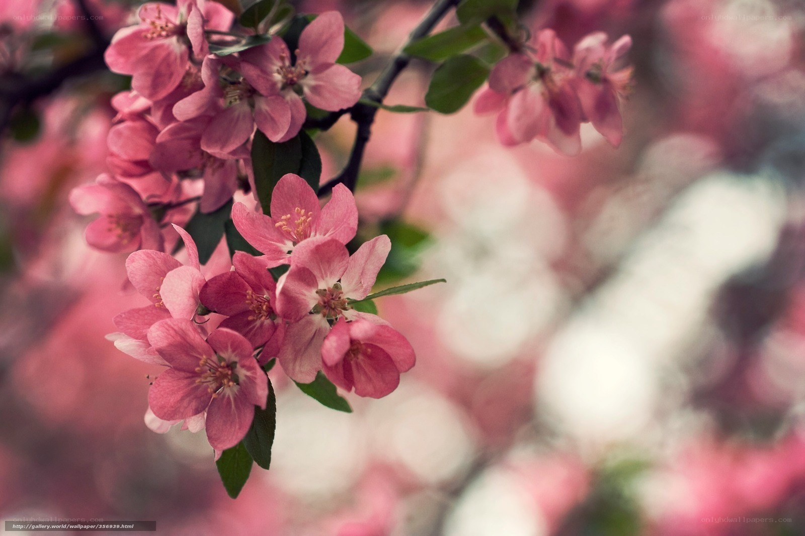Pink blossoms on a tree branch