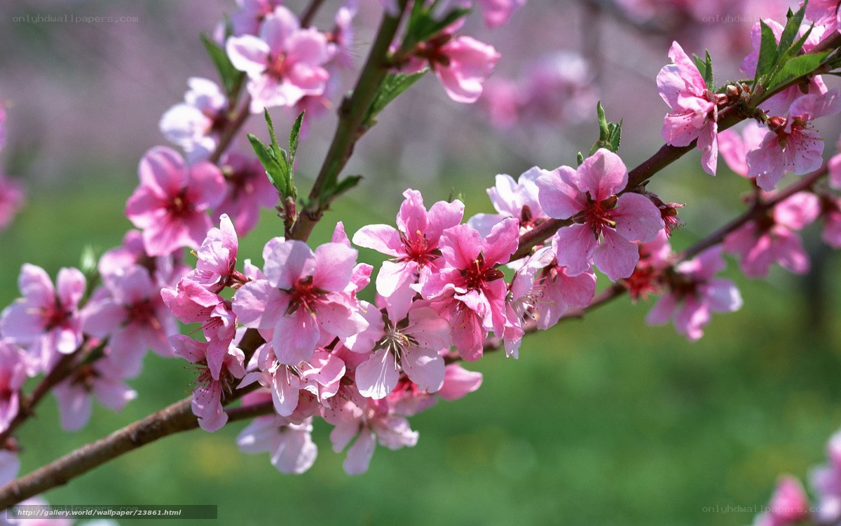Pink blossoms on a tree branch