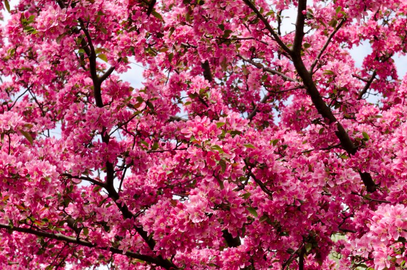 Pink blossoms on a tree
