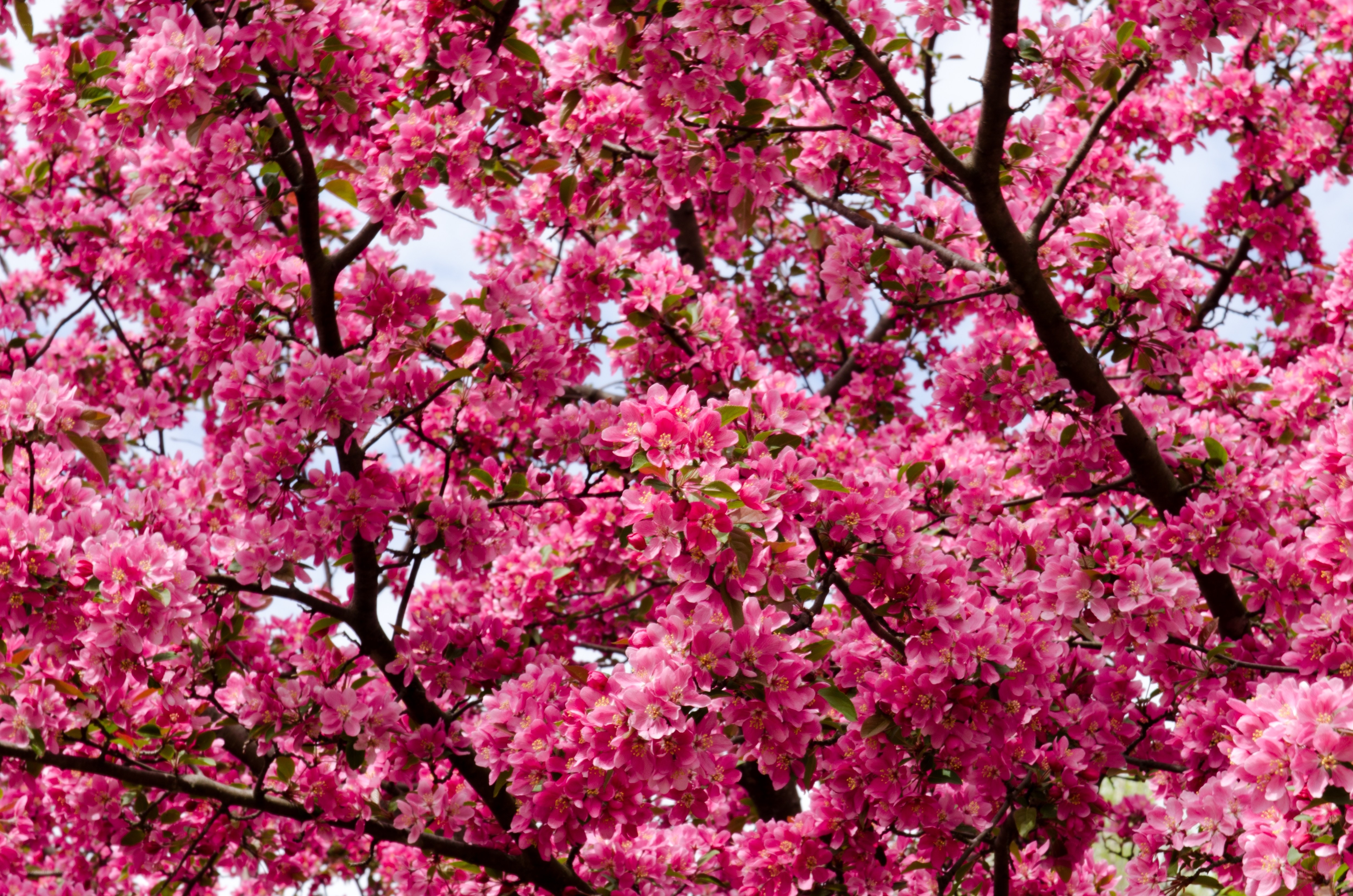 Pink blossoms on a tree