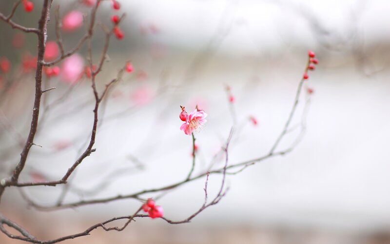 Pink blossoms on bare branches