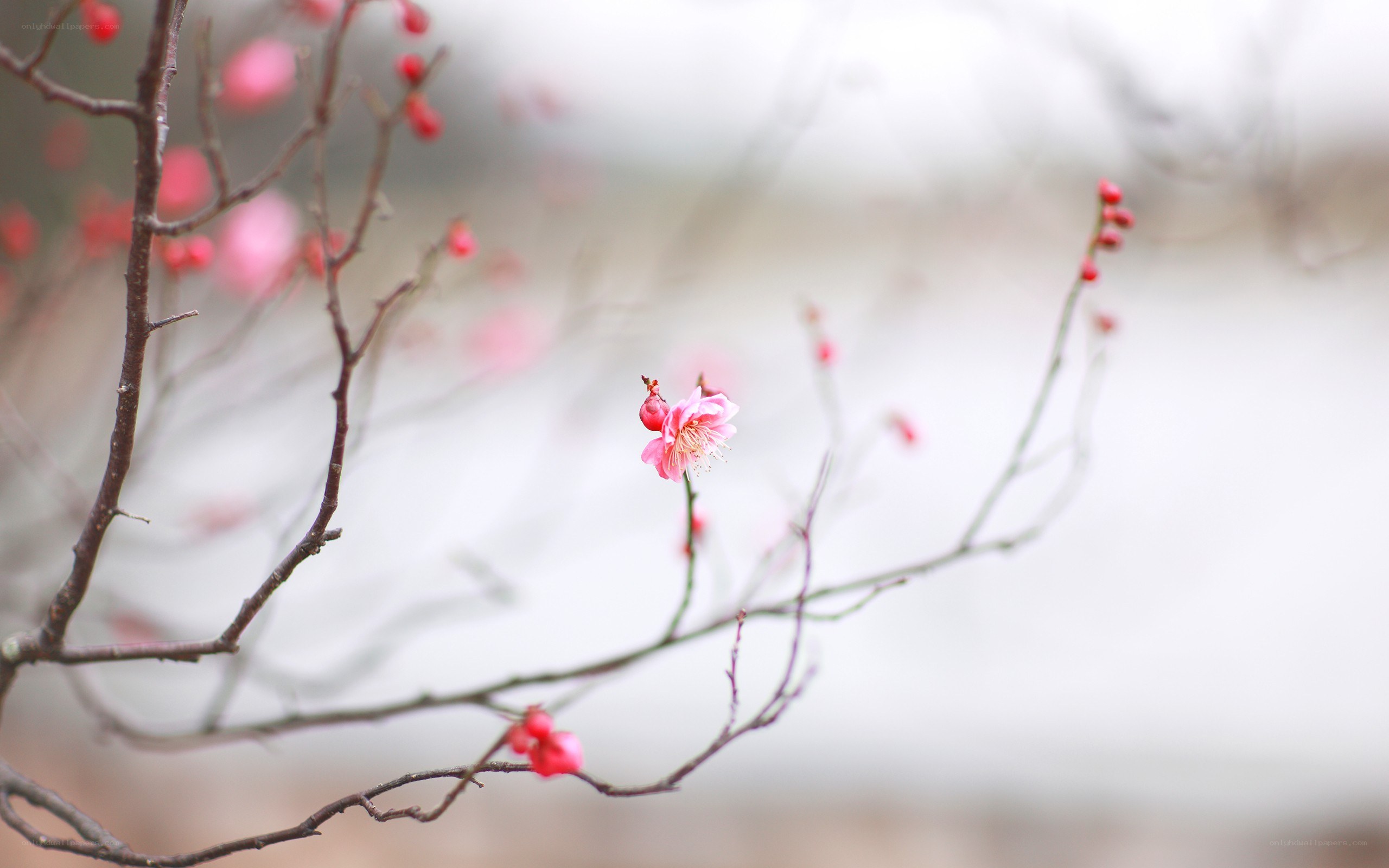 Pink blossoms on bare branches