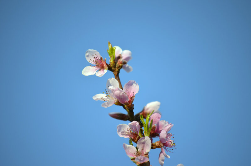 Pink Blossoms on Branch — Blue, Serene, Spring