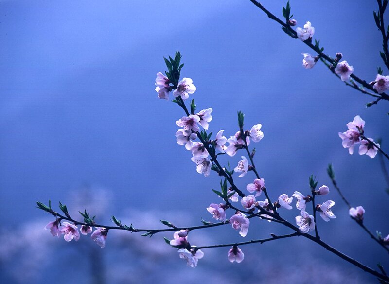 Pink Blossoms on Branch — Blue, Serene
