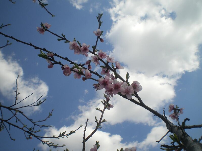 Pink Blossoms on Branch — Blue