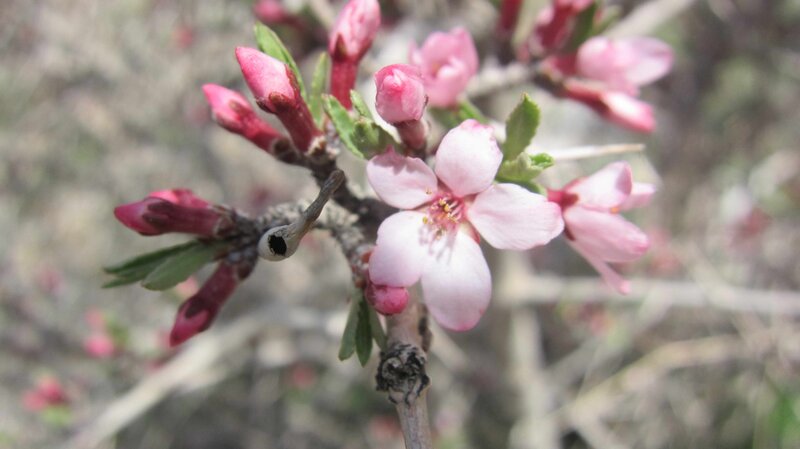 Pink Blossoms on Branch — Calm, Spring