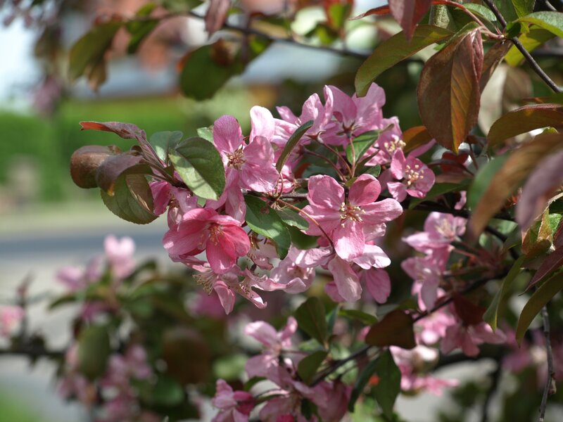 Pink Blossoms on Branch — Calm