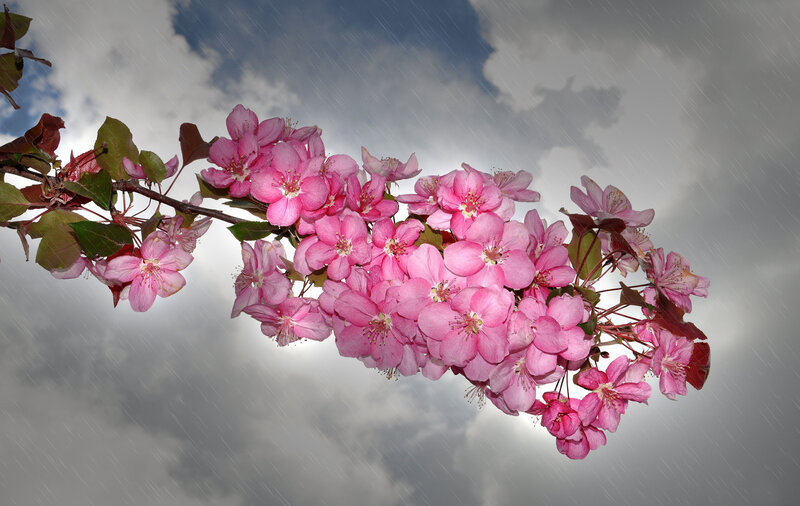 Pink Blossoms on Branch — Dramatic