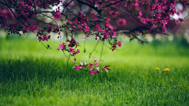 Pink Blossoms on Branch — Green, Serene