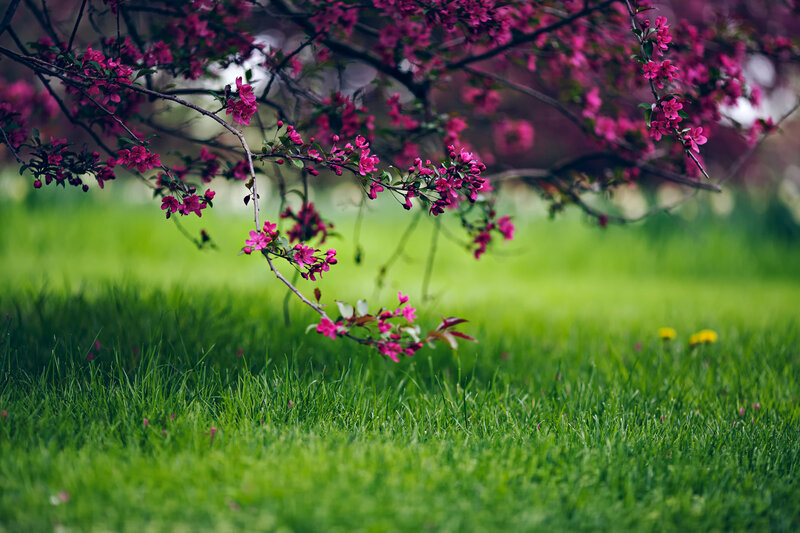 Pink Blossoms on Branch — Green