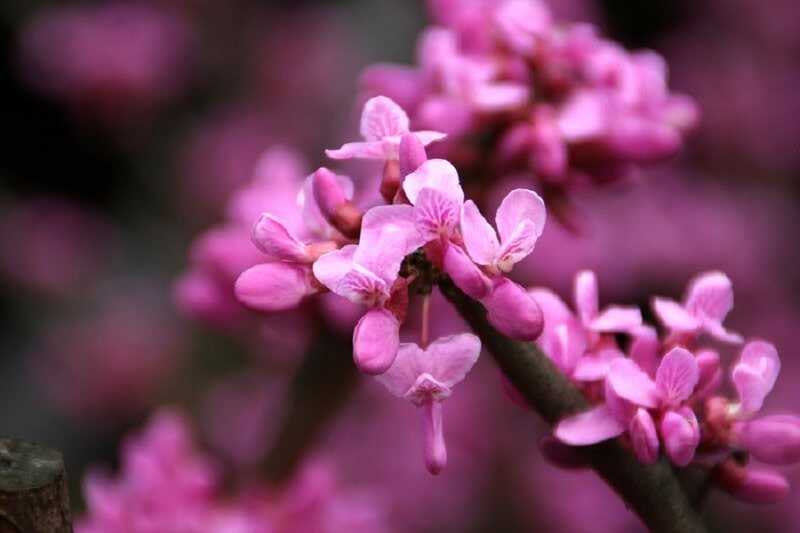 Pink Blossoms on Branch — Serene, Spring, Photograph, Background