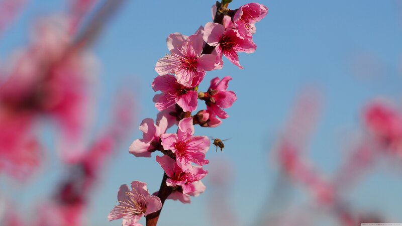 Pink Blossoms on Branch — Serene, Spring, Photograph, Bee