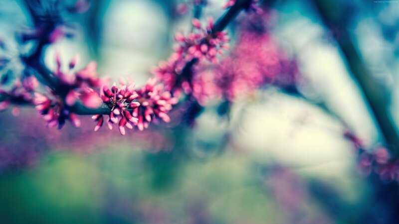 Pink Blossoms on Branch — Serene, Spring, Photograph, Blur