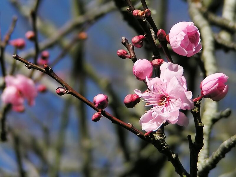 Pink Blossoms on Branch — Serene, Spring, Photograph, Branches