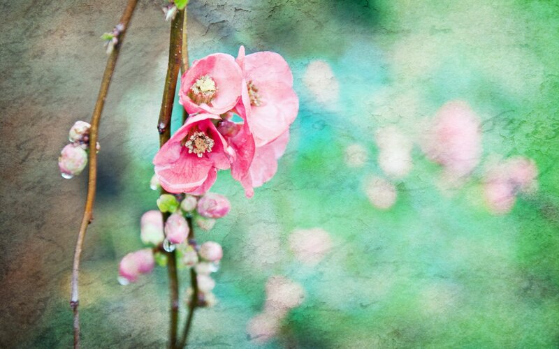 Pink Blossoms on Branch — Serene, Spring, Photograph, Bud, Green