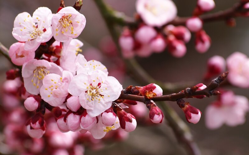Pink Blossoms on Branch — Serene, Spring, Photograph, Bud
