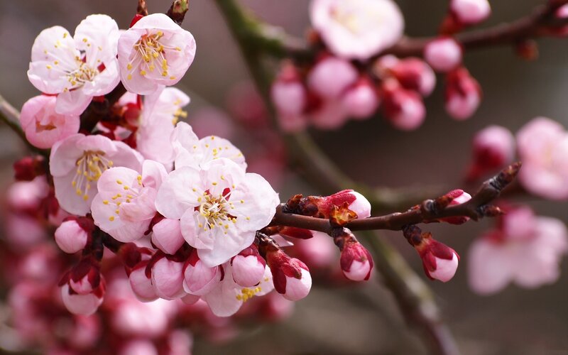 Pink Blossoms on Branch — Serene, Spring, Photograph, Buds, Flowers, White