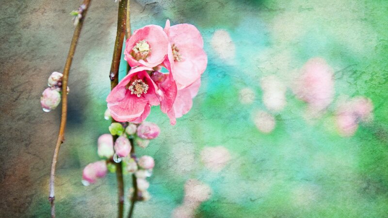 Pink Blossoms on Branch — Serene, Spring, Photograph, Buds, Green Background