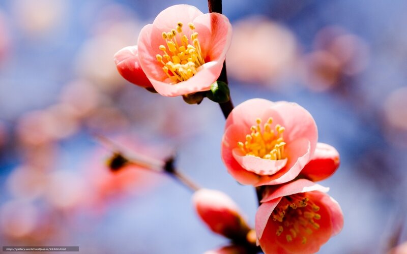 Pink Blossoms on Branch — Serene, Spring, Photograph, Flower