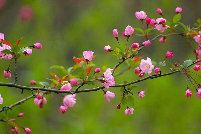 Pink Blossoms on Branch — Serene, Spring, Photograph, Flowers, Buds, Leaves