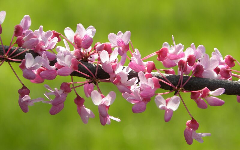 Pink Blossoms on Branch — Serene, Spring, Photograph, Flowers, Green Background