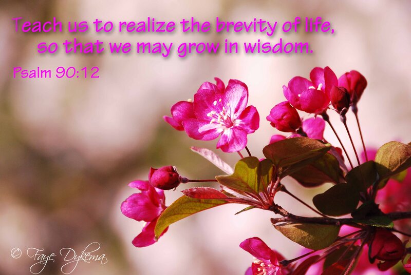 Pink Blossoms on Branch — Serene, Spring, Photograph, Flowers, Leaves, Buds