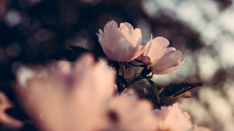 Pink Blossoms on Branch — Serene, Spring, Photograph, Flowers, Leaves, Sunlight