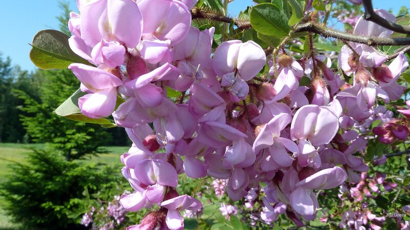 Pink Blossoms on Branch — Serene, Spring, Photograph, Flowers, Leaves, Tree