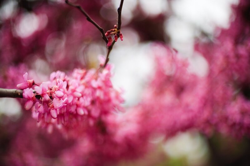 Pink Blossoms on Branch — Serene, Spring, Photograph, Flowers, Sky, Brown