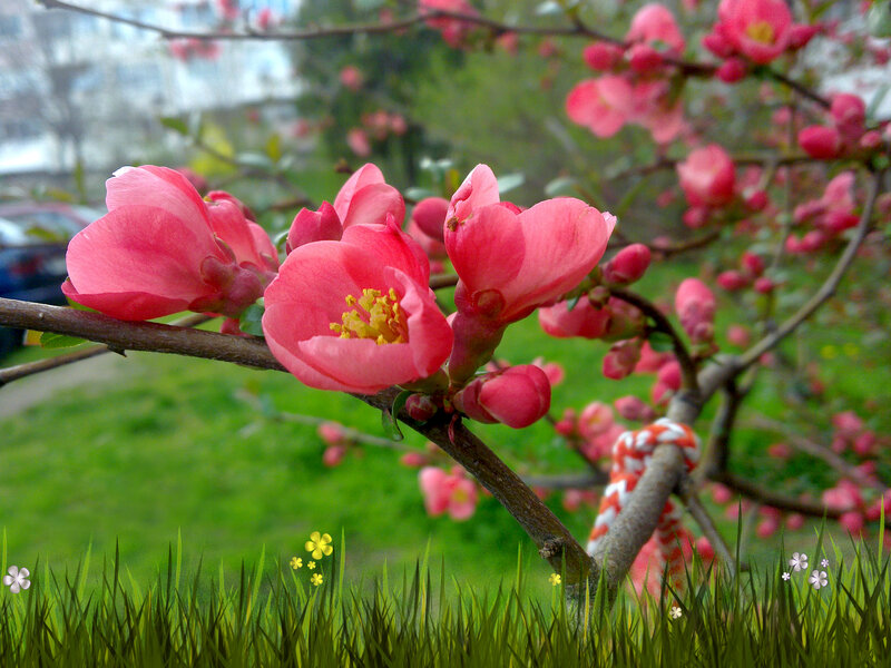 Pink Blossoms on Branch — Serene, Spring, Photograph, Grass