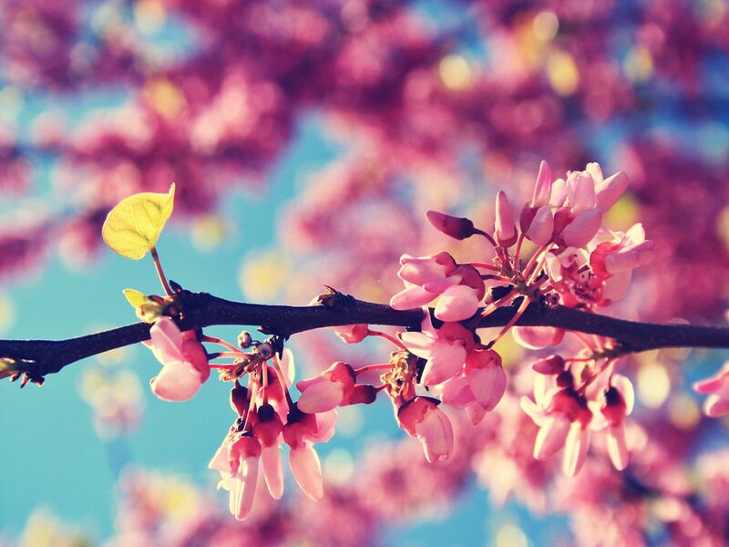 Pink Blossoms on Branch — Serene, Spring, Photograph, Leaf