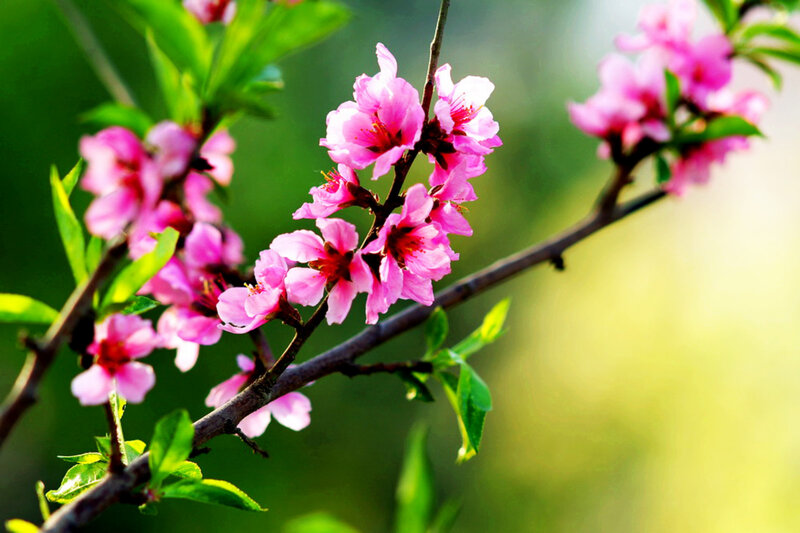 Pink Blossoms on Branch — Serene, Spring, Photograph, Leaves, Flowers