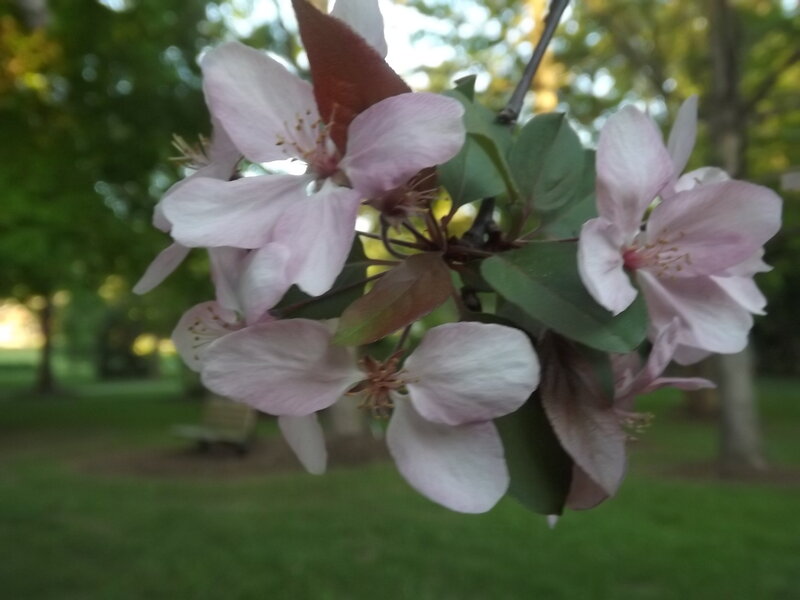 Pink Blossoms on Branch — Serene, Spring, Photograph, Leaves, Tree