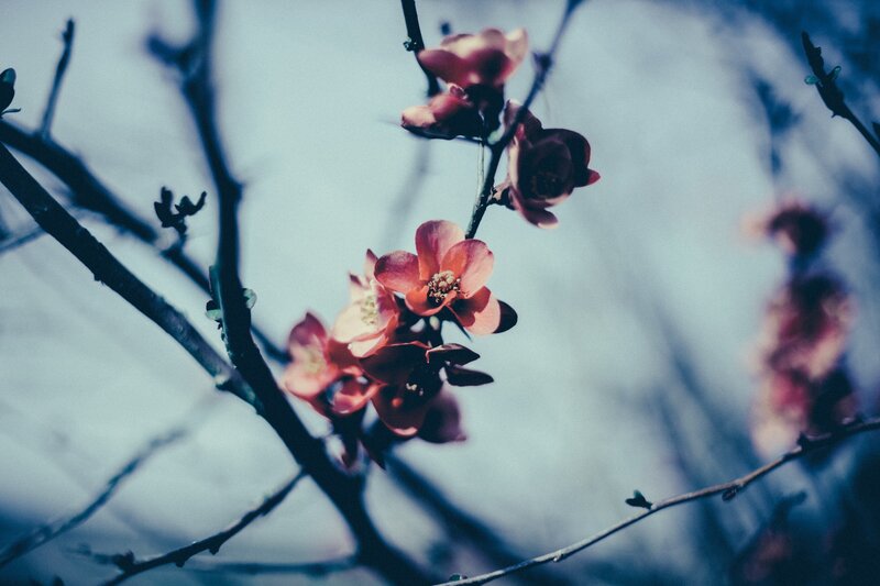 Pink Blossoms on Branch — Serene, Spring, Photograph, Sky, Blossom