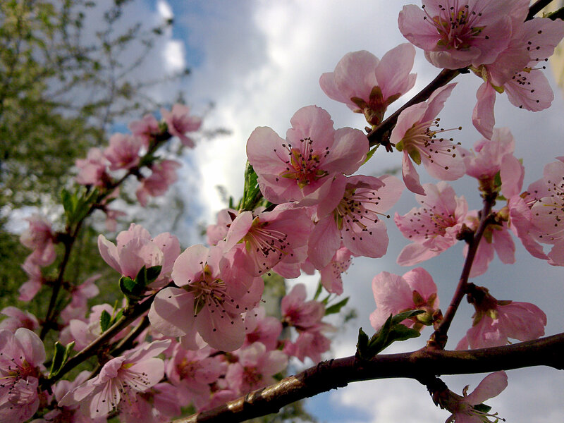 Pink Blossoms on Branch — Serene, Spring, Photograph, Sky, Clouds