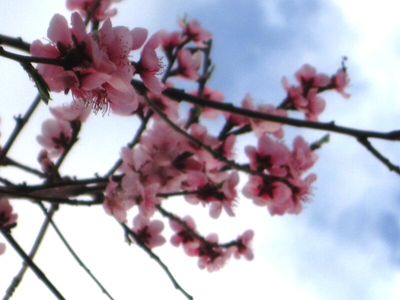 Pink Blossoms on Branch — Serene, Spring, Photograph, Sky
