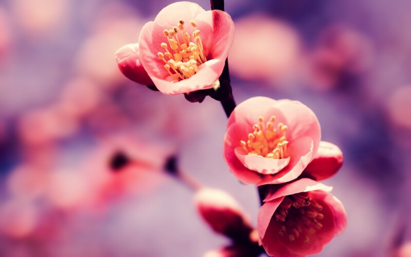 Pink Blossoms on Branch — Serene, Spring, Photograph