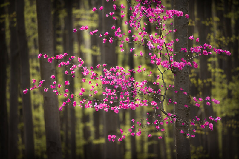 Pink Blossoms on Branch — Serene, Spring, Photograph, Tree