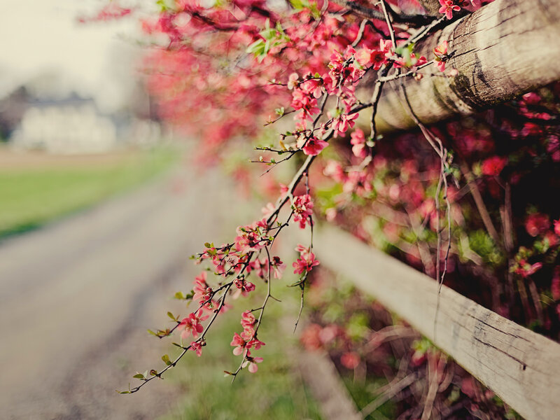 Pink Blossoms on Branch — Serene, Spring, Photograph, Wooden Fence, Road